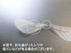 画像7: 蝶々羽根モチーフ（5個入）（※注意事項有り） (7)