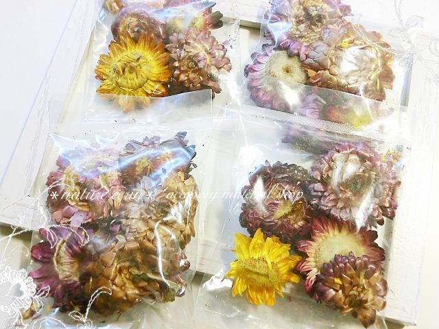 ドライフラワー 02マム 菊の花 Nature Ecrin アクセサリー材料の店
